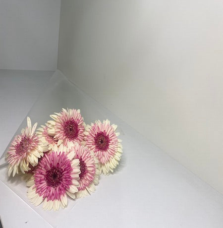 Pink Gerbera