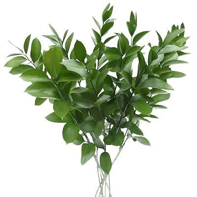 Ruscus Greenery