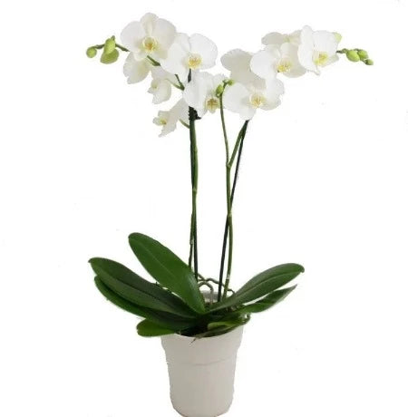 White Orchid