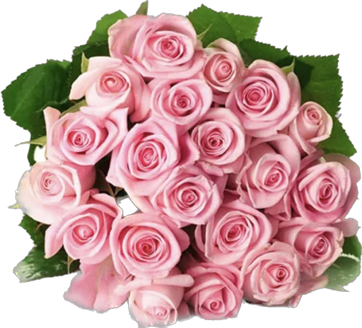 Pink Roses