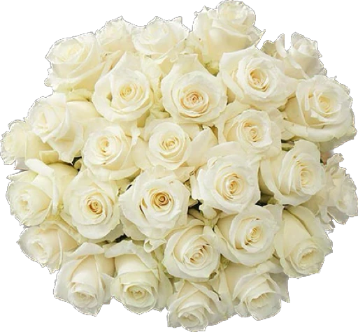 White Roses Bouquet