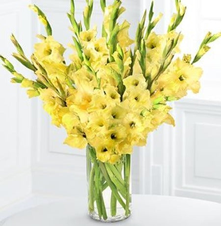 Yellow Gladiolus in Vase