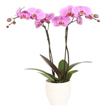 Pink Orchid