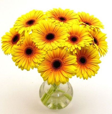 Yellow Gerbera in a Vase