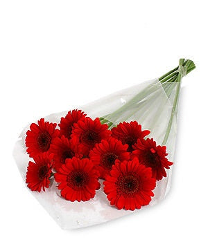 Red Gerbera Daisy