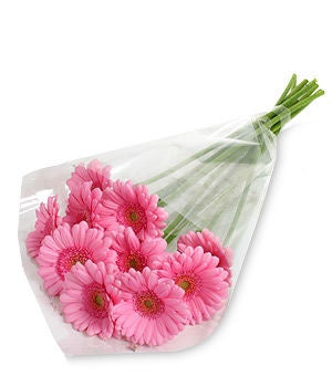 Pink Gerbera Daisies