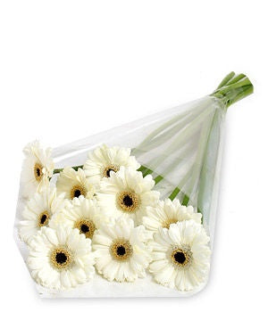 White Gerbera Daisies