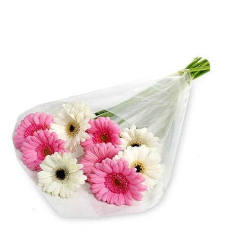 White and Pink Gerbera