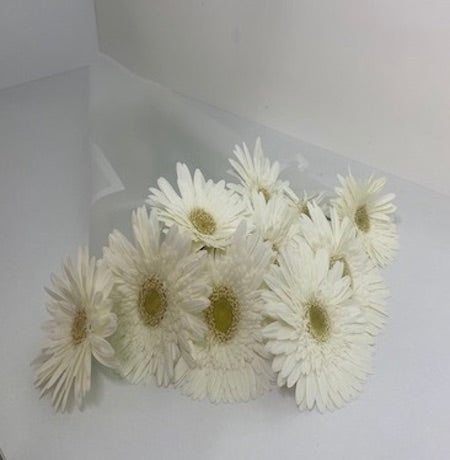 White Gerbera Daisies