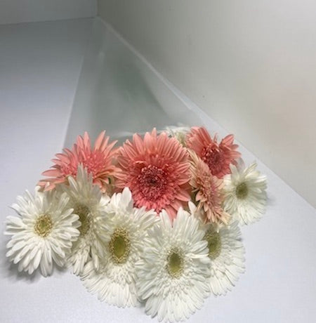 White and Pink Gerbera