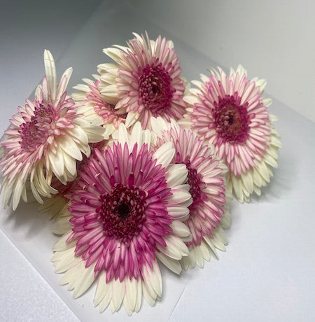 Pink Gerbera