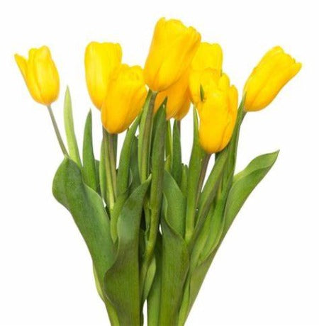 Yellow Tulips Bouquet