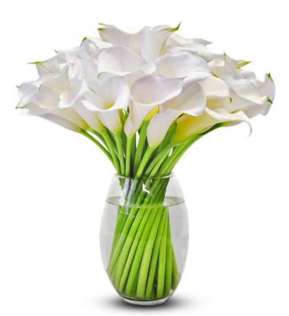 White Cala Lily Vase