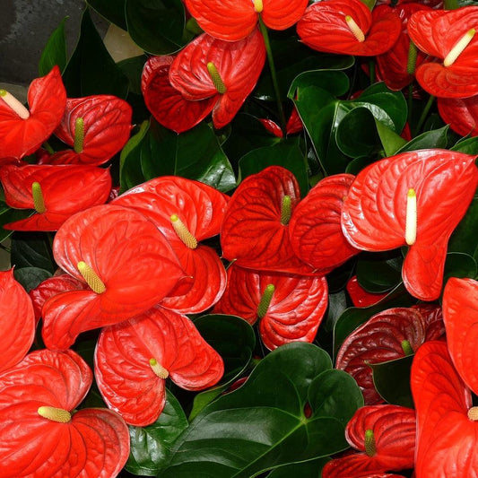 Anthurium Plant