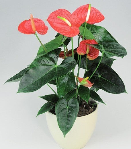 Anthurium Plant