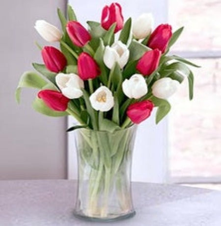 White & Red Tulips  in Vase