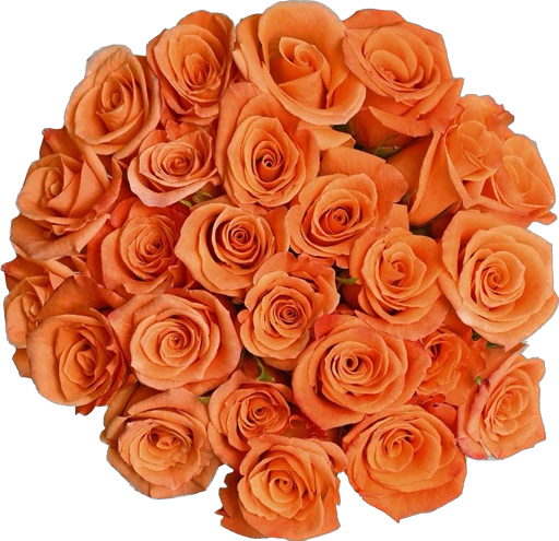 5 Star Roses Orange Roses Bouquet – 5 Star Flower