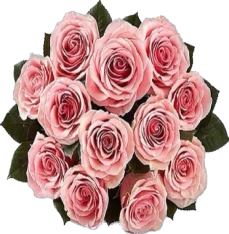 Pink Roses