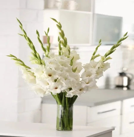 White Gladiolus in Vase